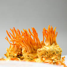Attēlu rezultāti vaicājumam “Cordyceps”