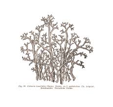 Attēlu rezultāti vaicājumam “Cetraria ericetorum”