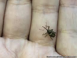 Attēlu rezultāti vaicājumam “Curculio nucum”