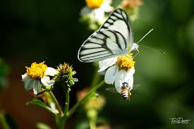 Attēlu rezultāti vaicājumam “Pieris napi male”