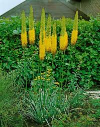 Image result for Steppenkerze