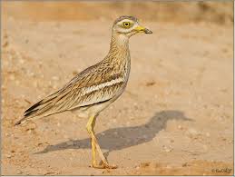 Image result for Burhinus oedicnemus