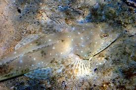 Image result for Platycephalus speculator