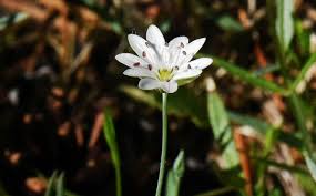 Attēlu rezultāti vaicājumam “Stellaria palustris flower”