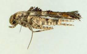 Attēlu rezultāti vaicājumam “Epermeniidae”