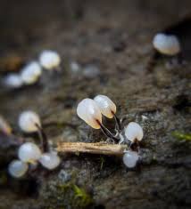 Attēlu rezultāti vaicājumam “Stemonitopsis sp.”