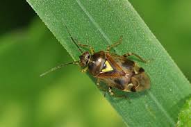 Attēlu rezultāti vaicājumam “Orthops campestris”