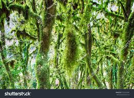 Attēlu rezultāti vaicājumam “Neckera crispa”