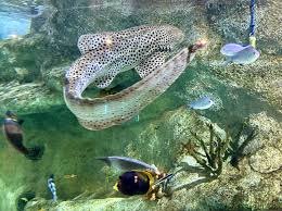 Image result for Stegostoma tigrinum