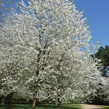 Attēlu rezultāti vaicājumam “Prunus avium flower”