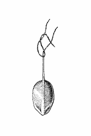 Attēlu rezultāti vaicājumam “Carex limosa fruit”