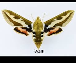 Attēlu rezultāti vaicājumam “Hyles gallii”