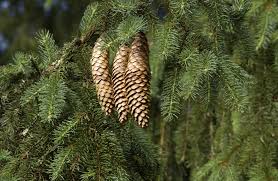 Attēlu rezultāti vaicājumam “Picea abies male flower”