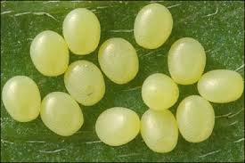 Attēlu rezultāti vaicājumam “Abraxas grossulariata pupa”