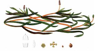 Attēlu rezultāti vaicājumam “Potamogeton compressus”