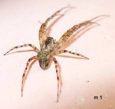 Attēlu rezultāti vaicājumam “Metellina merianae”