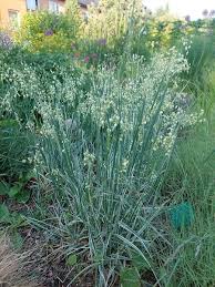 Attēlu rezultāti vaicājumam “Briza media”