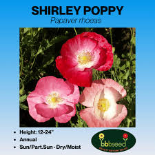 Image result for Papaver rhoeas 'Shirley'