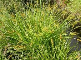 Attēlu rezultāti vaicājumam “Carex capillaris fruit”