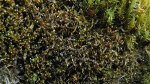 Attēlu rezultāti vaicājumam “Anastrophyllum minutum”