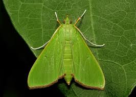 Attēlu rezultāti vaicājumam “Crambidae”