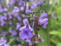Image result for Salvia officinalis