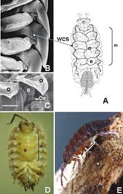 Attēlu rezultāti vaicājumam “Oniscoidea”