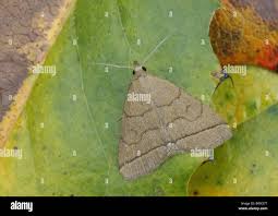 Attēlu rezultāti vaicājumam “Zanclognatha tarsipennalis”