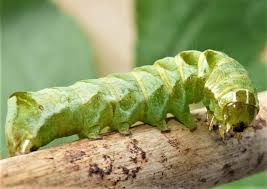 Attēlu rezultāti vaicājumam “Melanchra persicariae larva”