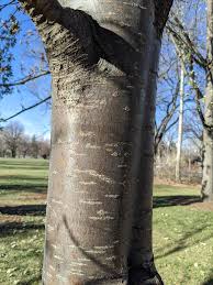 Attēlu rezultāti vaicājumam “Sorbus aucuparia”