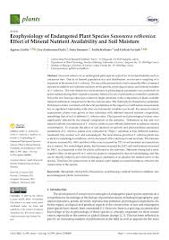 Attēlu rezultāti vaicājumam “Saussurea esthonica”