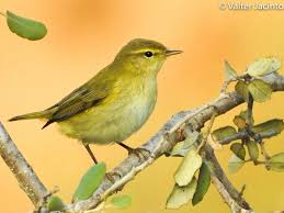 Image result for Phylloscopus ibericus