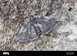 Attēlu rezultāti vaicājumam “Tethea or”