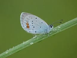 Attēlu rezultāti vaicājumam “Everes argiades”