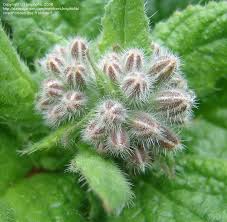 Attēlu rezultāti vaicājumam “Borago officinalis bud”