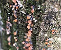 Attēlu rezultāti vaicājumam “Hemitrichia decipiens var. hemitrichoides spores”