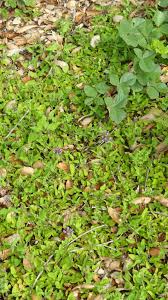 Attēlu rezultāti vaicājumam “Prunella vulgaris leaf”