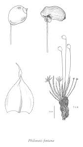 Attēlu rezultāti vaicājumam “Philonotis fontana”