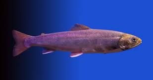 Image result for Salvelinus malma