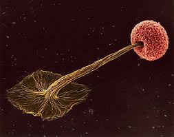 Attēlu rezultāti vaicājumam “Didymium sp.”