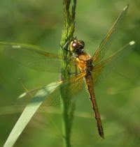 Attēlu rezultāti vaicājumam “Sympetrum flaveolum”