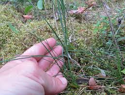 Attēlu rezultāti vaicājumam “Arenaria procera”