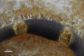 Attēlu rezultāti vaicājumam “Gulielmina vermicularis spores”