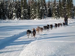 Image result for Team Ice Fire British Sled Dog Racing Team