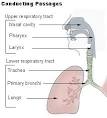 <b>respiratory tract</b>: nose,