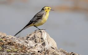 Attēlu rezultāti vaicājumam “Motacilla citreola”