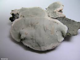 Attēlu rezultāti vaicājumam “Kretzschmaria deusta”