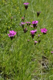 Image result for Dianthus carthusianorum