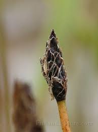 Attēlu rezultāti vaicājumam “Eleocharis uniglumis leaf”