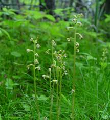 Attēlu rezultāti vaicājumam “Corallorhiza trifida flower”